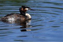 TEXEL HOLLANDE 17-05-31 05958   Photos ACG 2017