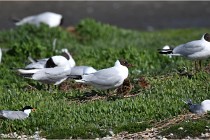 D500 Texel 18-05-26 00151   Photos ACG 2018