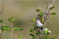 D500 Texel 18-05-29 00276   Photos ACG 2018