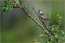 D500 Texel 18-05-29 00431  4  Photos ACG 2018