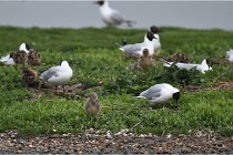 D500 Texel 18-05-30 00529   Photos ACG 2018