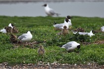 D500 Texel 18-05-30 00530   Photos ACG 2018
