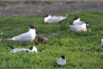 D500 Texel 18-05-30 00533   Photos ACG 2018