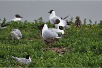 D500 Texel 18-05-30 00548   Photos ACG 2018