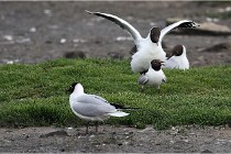 D500 Texel 18-05-30 00565   Photos ACG 2018