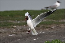 D500 Texel 18-05-30 00962   Photos ACG 2018