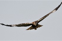 D500 Texel 18-05-31 01176  5  Photos ACG 2018