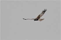 D500 Texel 18-05-31 01222  8  Photos ACG 2018