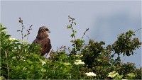 D500 Texel 18-05-31 01441   Photos ACG 2018