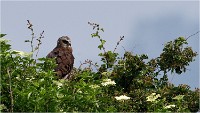 D500 Texel 18-05-31 01454   Photos ACG 2018