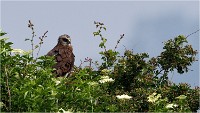 D500 Texel 18-05-31 01455   Photos ACG 2018