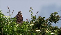D500 Texel 18-05-31 01456   Photos ACG 2018
