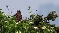 D500 Texel 18-05-31 01458   Photos ACG 2018