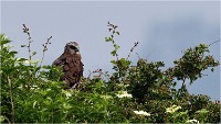 D500 Texel 18-05-31 01460   Photos ACG 2018