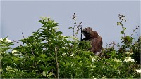 D500 Texel 18-05-31 01483   Photos ACG 2018
