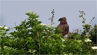 D500 Texel 18-05-31 01502   Photos ACG 2018