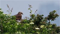 D500 Texel 18-05-31 01523   Photos ACG 2018