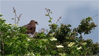 D500 Texel 18-05-31 01524   Photos ACG 2018