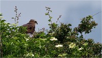 D500 Texel 18-05-31 01525   Photos ACG 2018