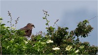 D500 Texel 18-05-31 01527   Photos ACG 2018