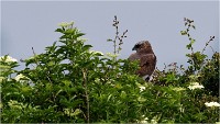 D500 Texel 18-05-31 01531   Photos ACG 2018