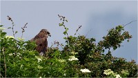 D500 Texel 18-05-31 01544   Photos ACG 2018