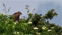 D500 Texel 18-05-31 01548   Photos ACG 2018