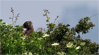 D500 Texel 18-05-31 01553   Photos ACG 2018