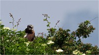 D500 Texel 18-05-31 01556   Photos ACG 2018