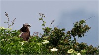 D500 Texel 18-05-31 01557   Photos ACG 2018