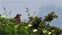 D500 Texel 18-05-31 01560   Photos ACG 2018