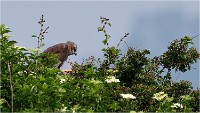 D500 Texel 18-05-31 01578   Photos ACG 2018