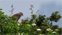 D500 Texel 18-05-31 01579   Photos ACG 2018