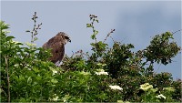 D500 Texel 18-05-31 01586   Photos ACG 2018