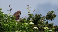 D500 Texel 18-05-31 01587   Photos ACG 2018
