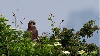 D500 Texel 18-05-31 01599   Photos ACG 2018