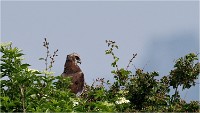 D500 Texel 18-05-31 01602   Photos ACG 2018