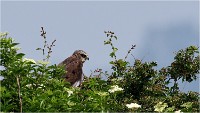 D500 Texel 18-05-31 01607   Photos ACG 2018