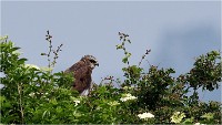 D500 Texel 18-05-31 01608   Photos ACG 2018