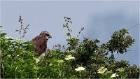 D500 Texel 18-05-31 01609   Photos ACG 2018