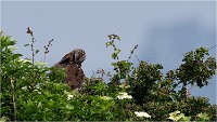 D500 Texel 18-05-31 01630   Photos ACG 2018