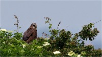 D500 Texel 18-05-31 01651   Photos ACG 2018