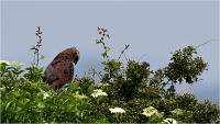 D500 Texel 18-05-31 01661   Photos ACG 2018