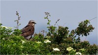 D500 Texel 18-05-31 01663   Photos ACG 2018