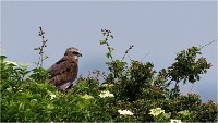 D500 Texel 18-05-31 01664   Photos ACG 2018