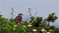 D500 Texel 18-05-31 01665   Photos ACG 2018
