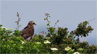 D500 Texel 18-05-31 01667   Photos ACG 2018