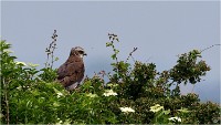 D500 Texel 18-05-31 01671   Photos ACG 2018