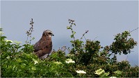 D500 Texel 18-05-31 01674   Photos ACG 2018