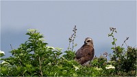 D500 Texel 18-05-31 01683   Photos ACG 2018